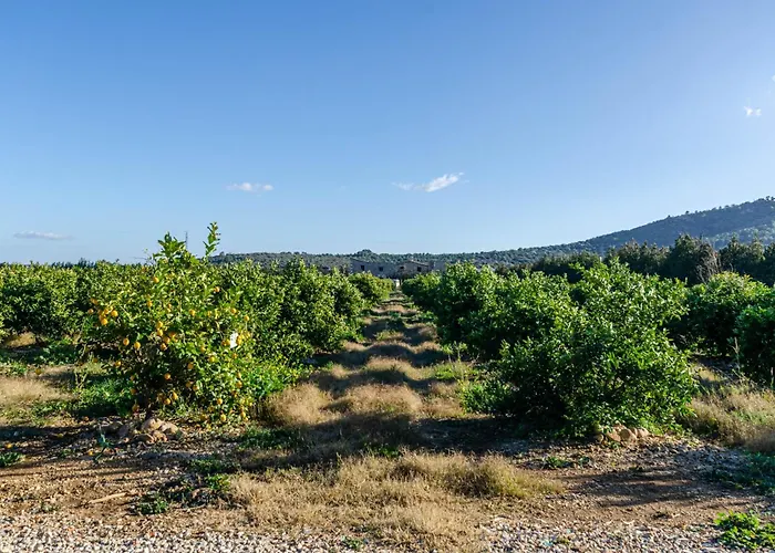 El Limonar De Mallorca - Agroturismo